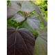 CATALPA KATALPA PURPUROWA na pniu kulista szczepiona - sadzonki 110 / 130 cm